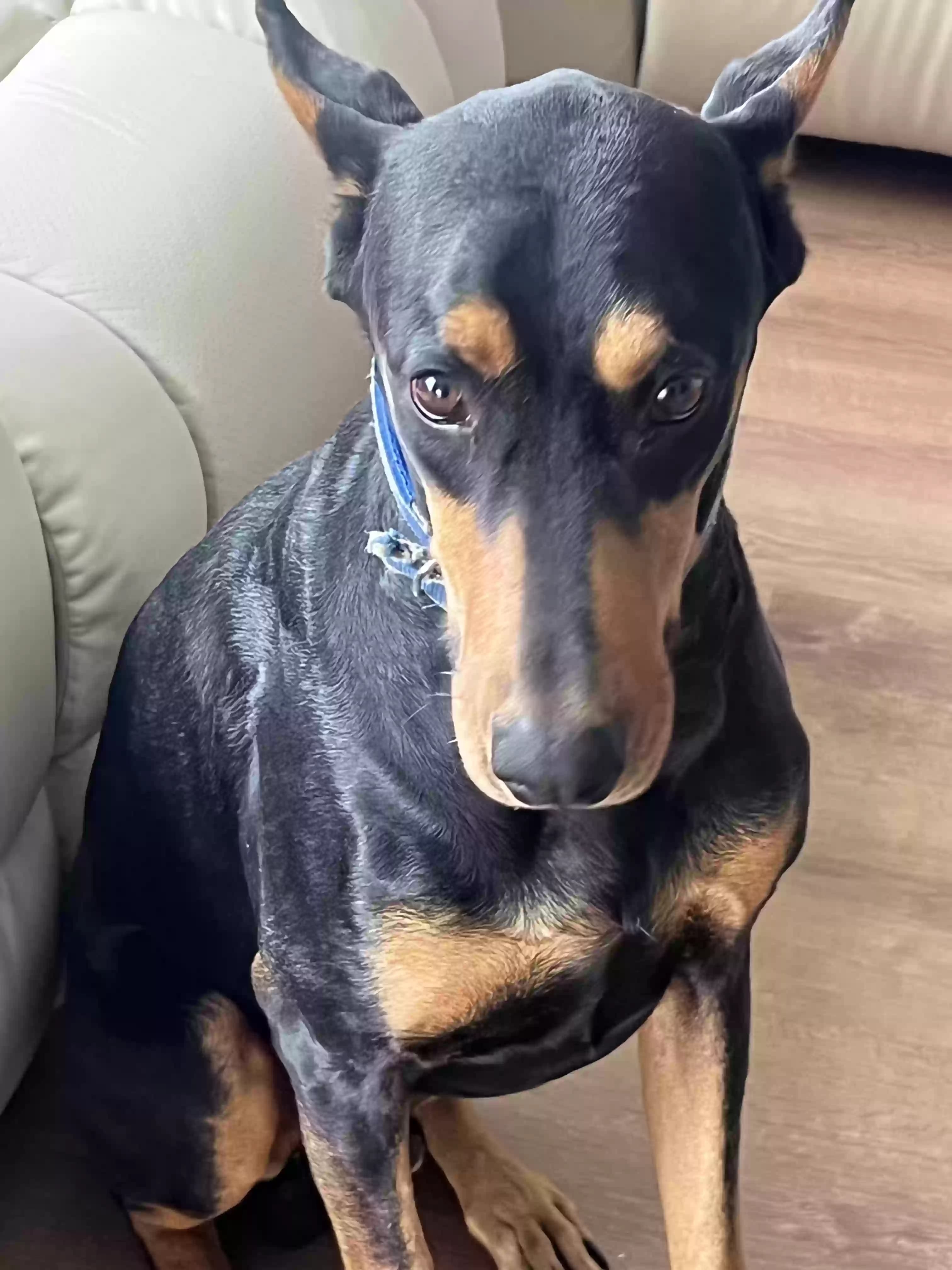 Apollo, back home in California