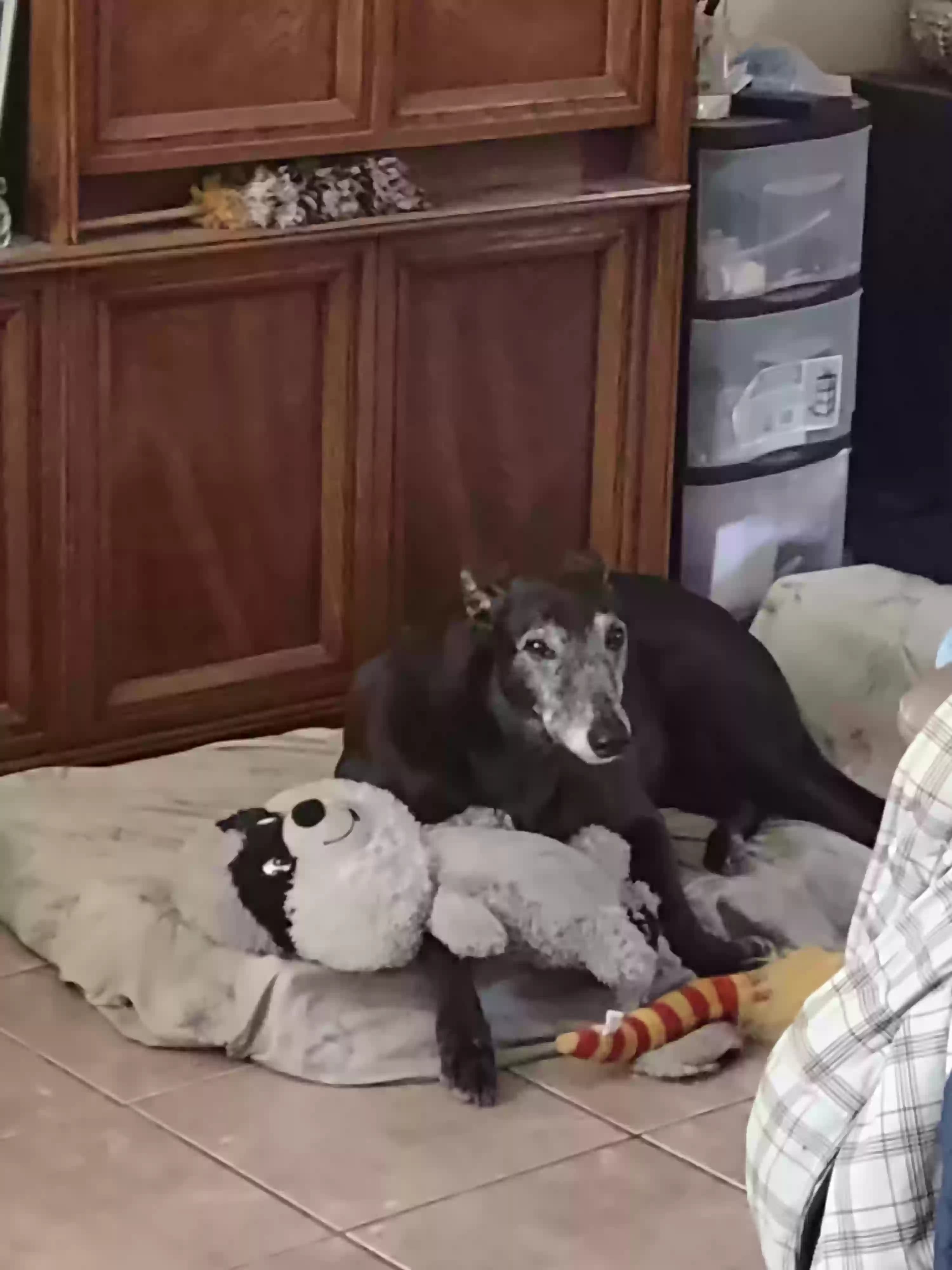 Bruno, back home in California