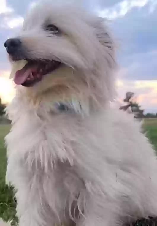 Fluffy, back home in Colorado