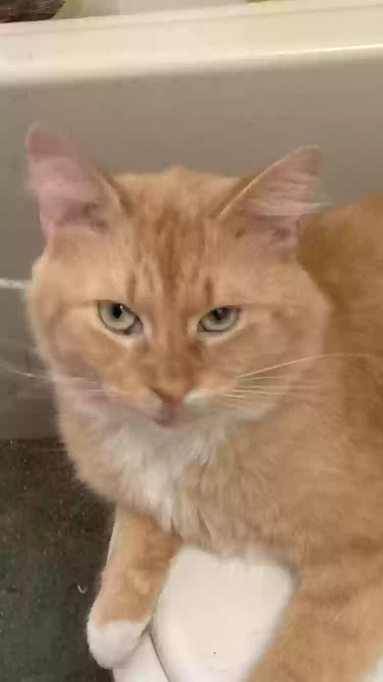 Goku, back home in Texas