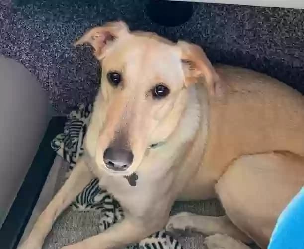 LEXI, back home in Texas