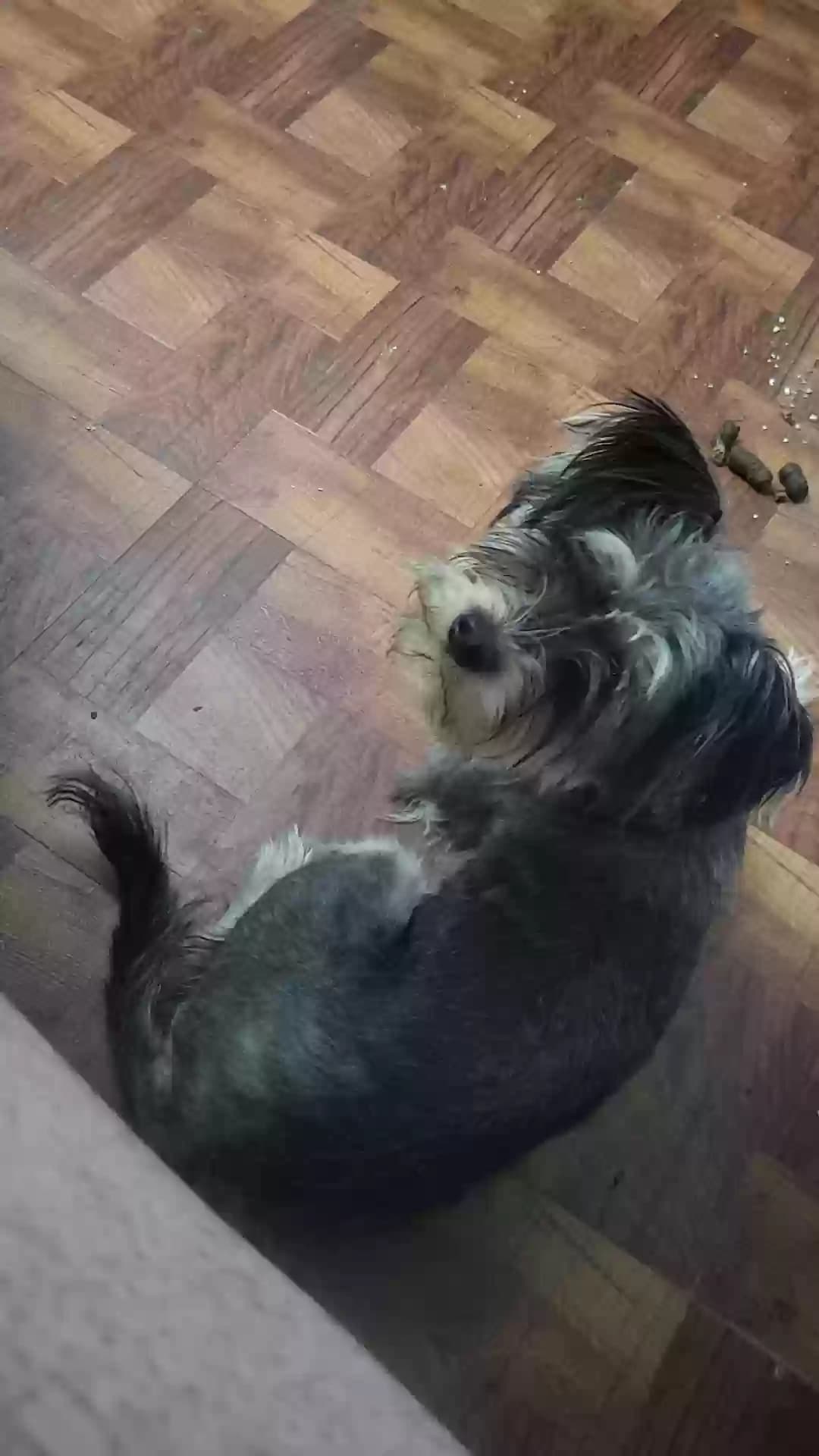 Buttercup, back home in Texas