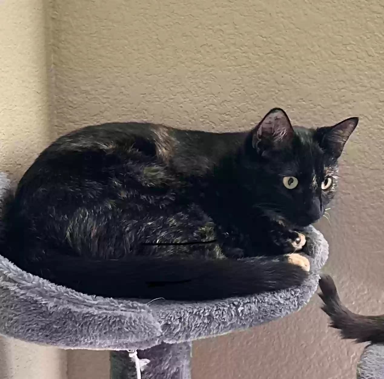 Mei, back home in Texas