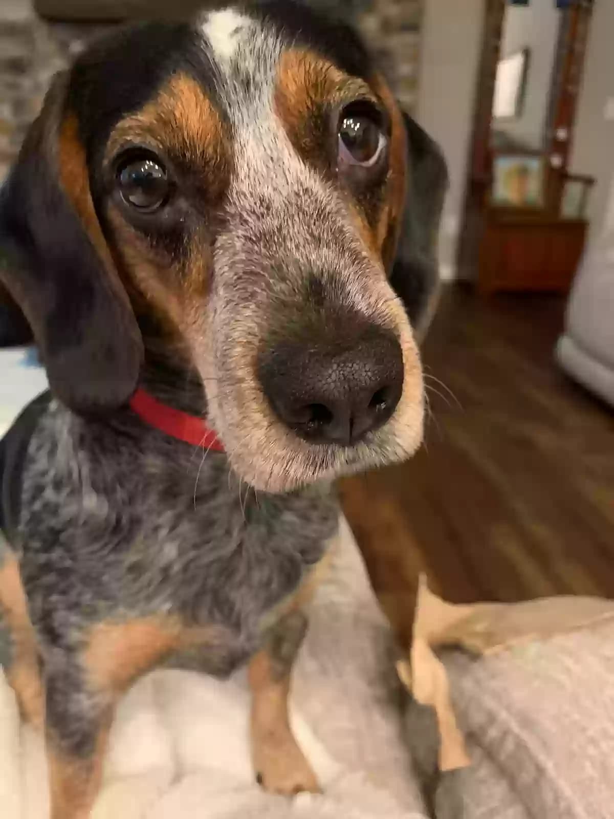 Coco, back home in Ohio