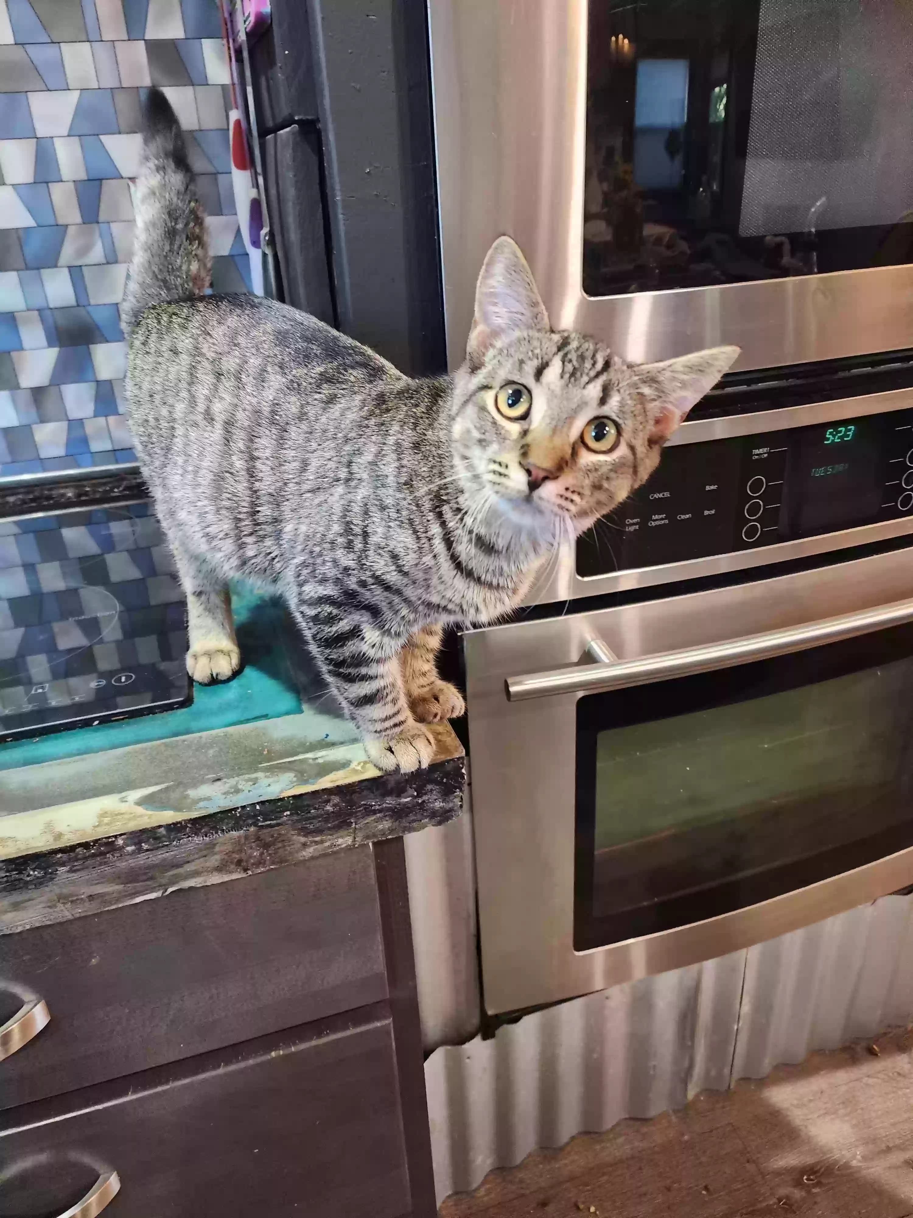 Squeak, back home in Michigan
