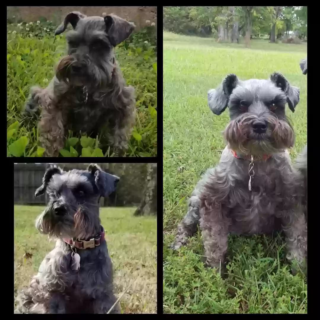 Luna, back home in Tennessee