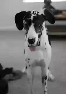 Appa, back home in California