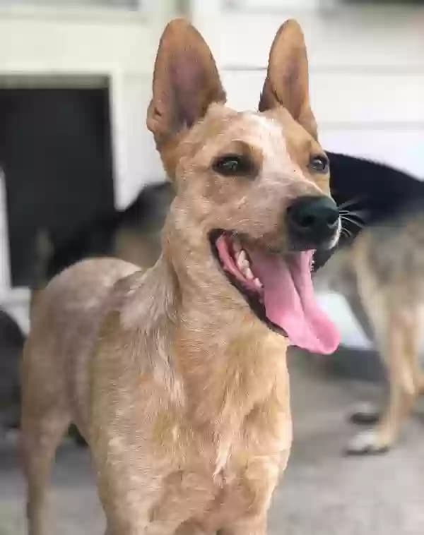 Peach, back home in Texas