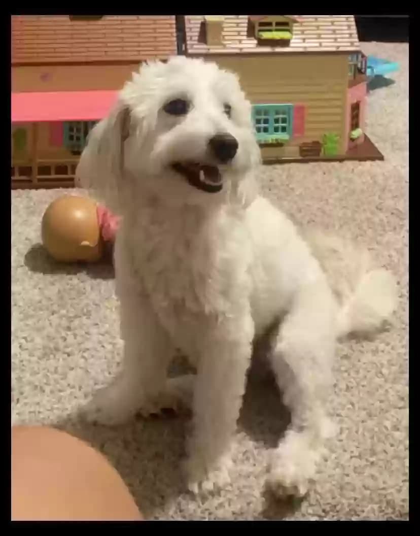 Bella, back home in Texas