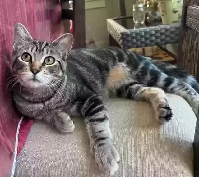 Luna, back home in Oregon