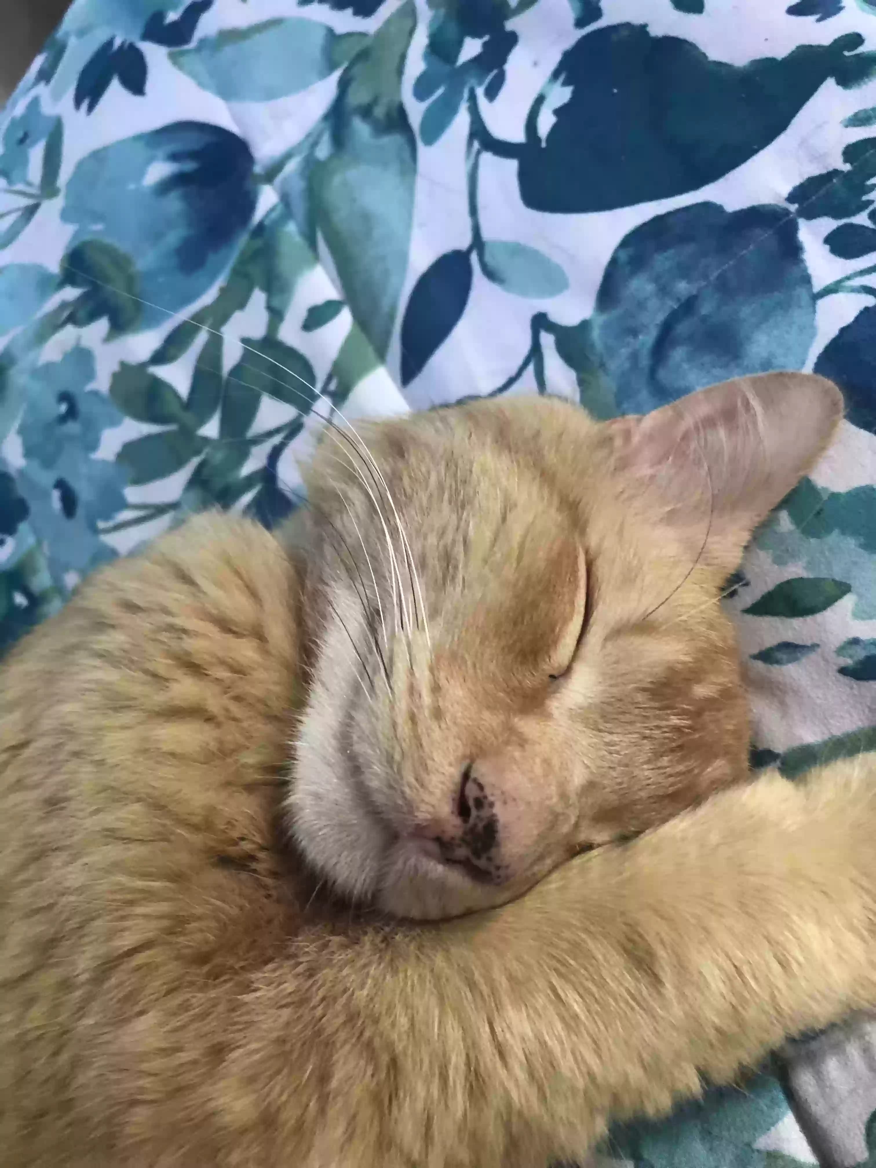 Tubbs, back home in California