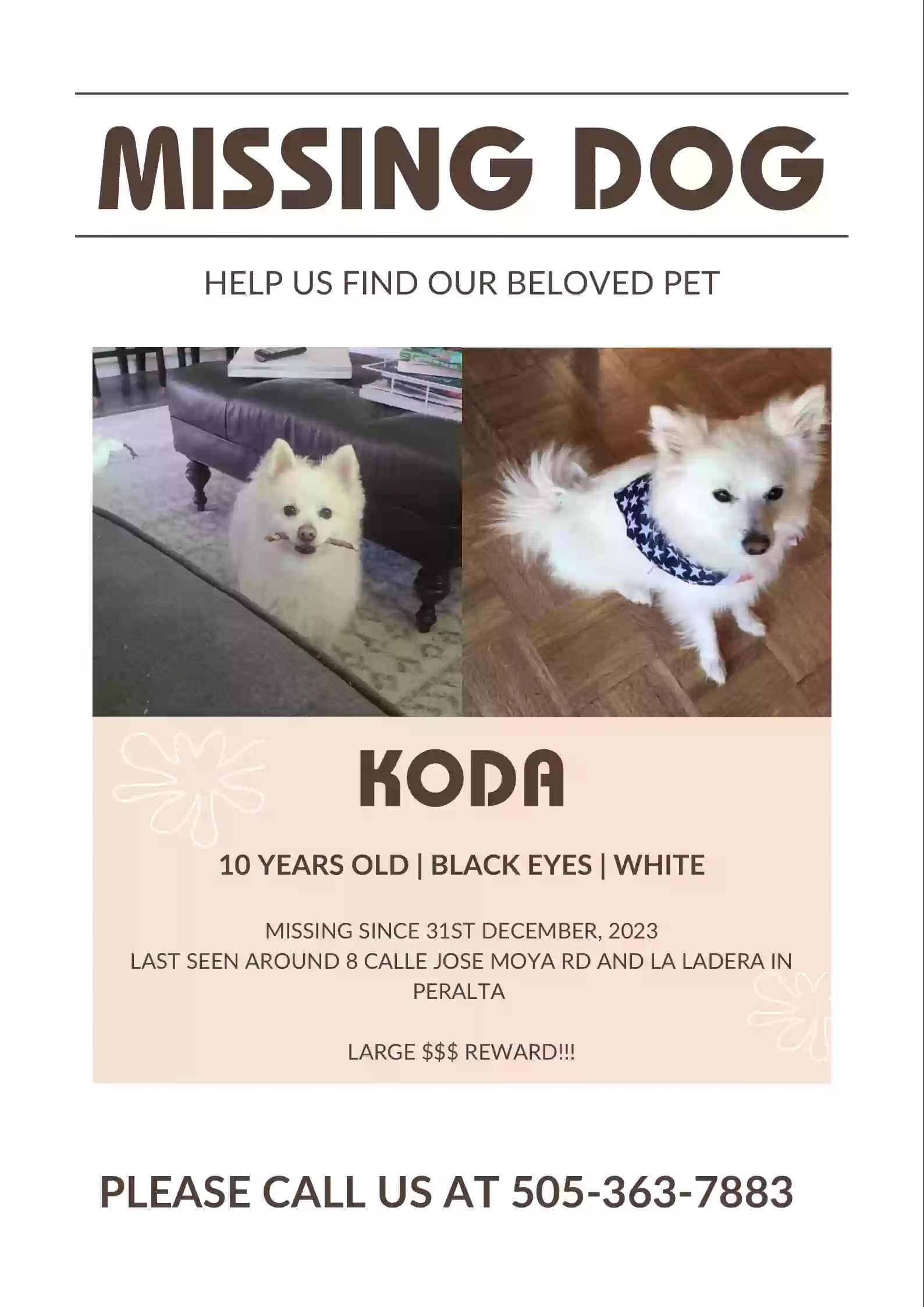 Koda, back home in New Mexico