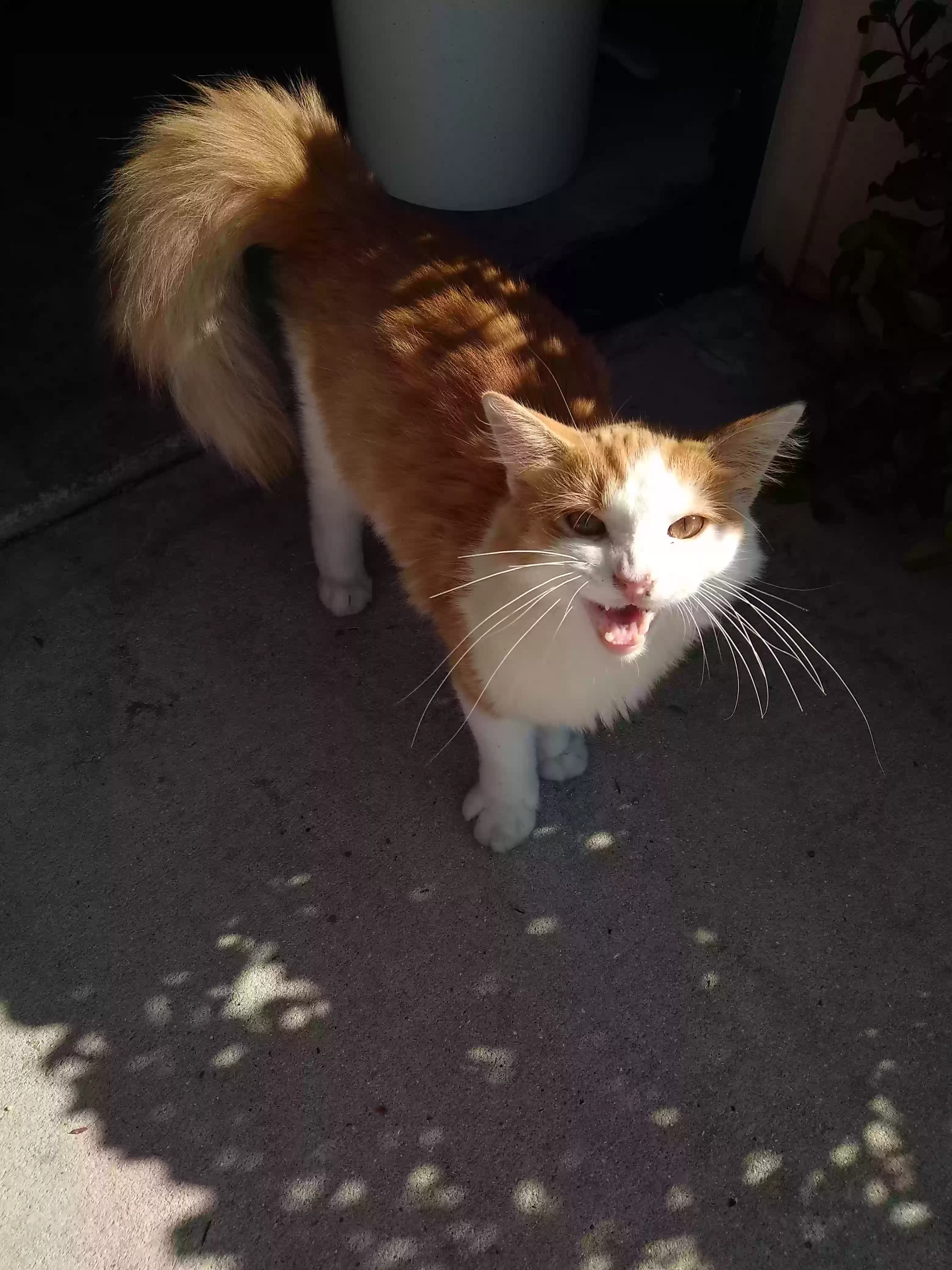 Simba, back home in Florida
