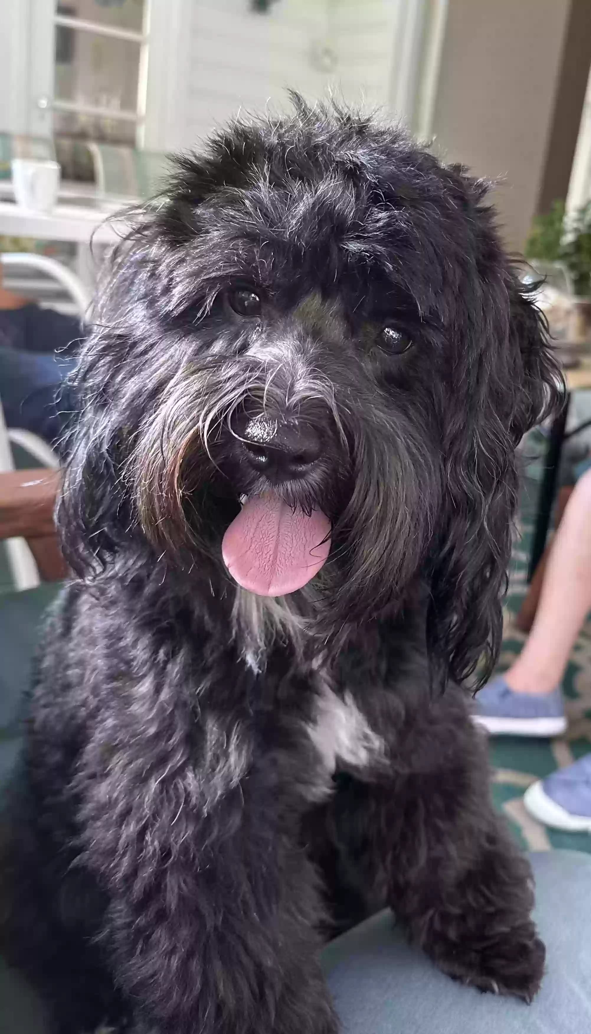 Loki, back home in Tennessee