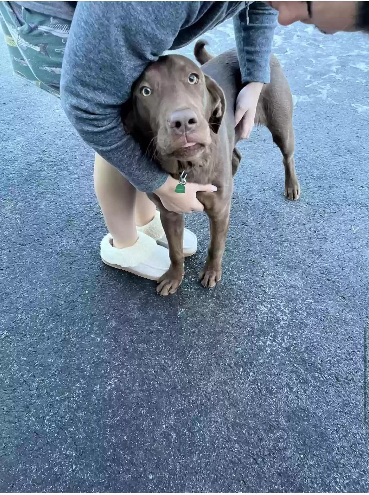 Diesel, back home in Washington