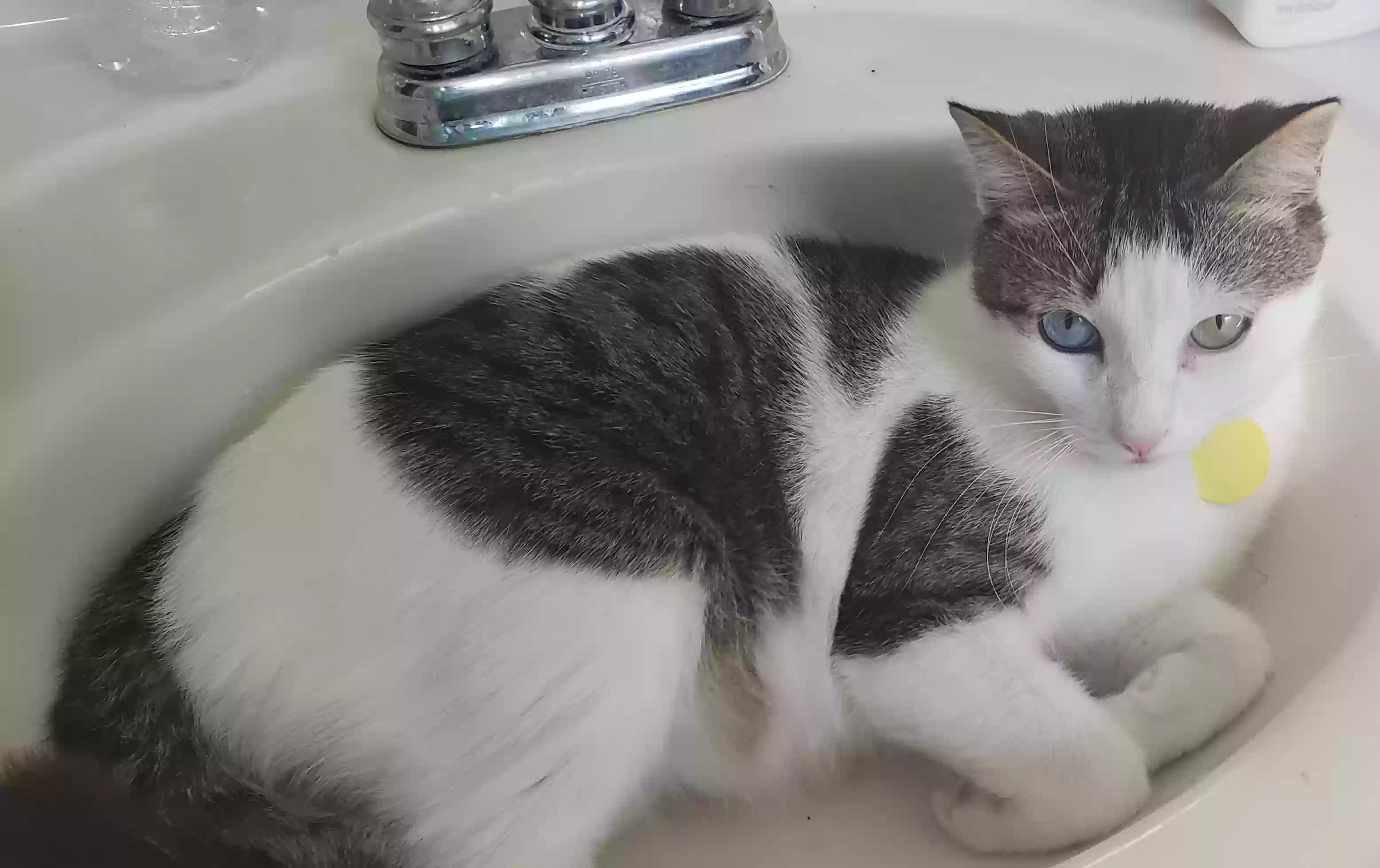 Milo, back home in Texas
