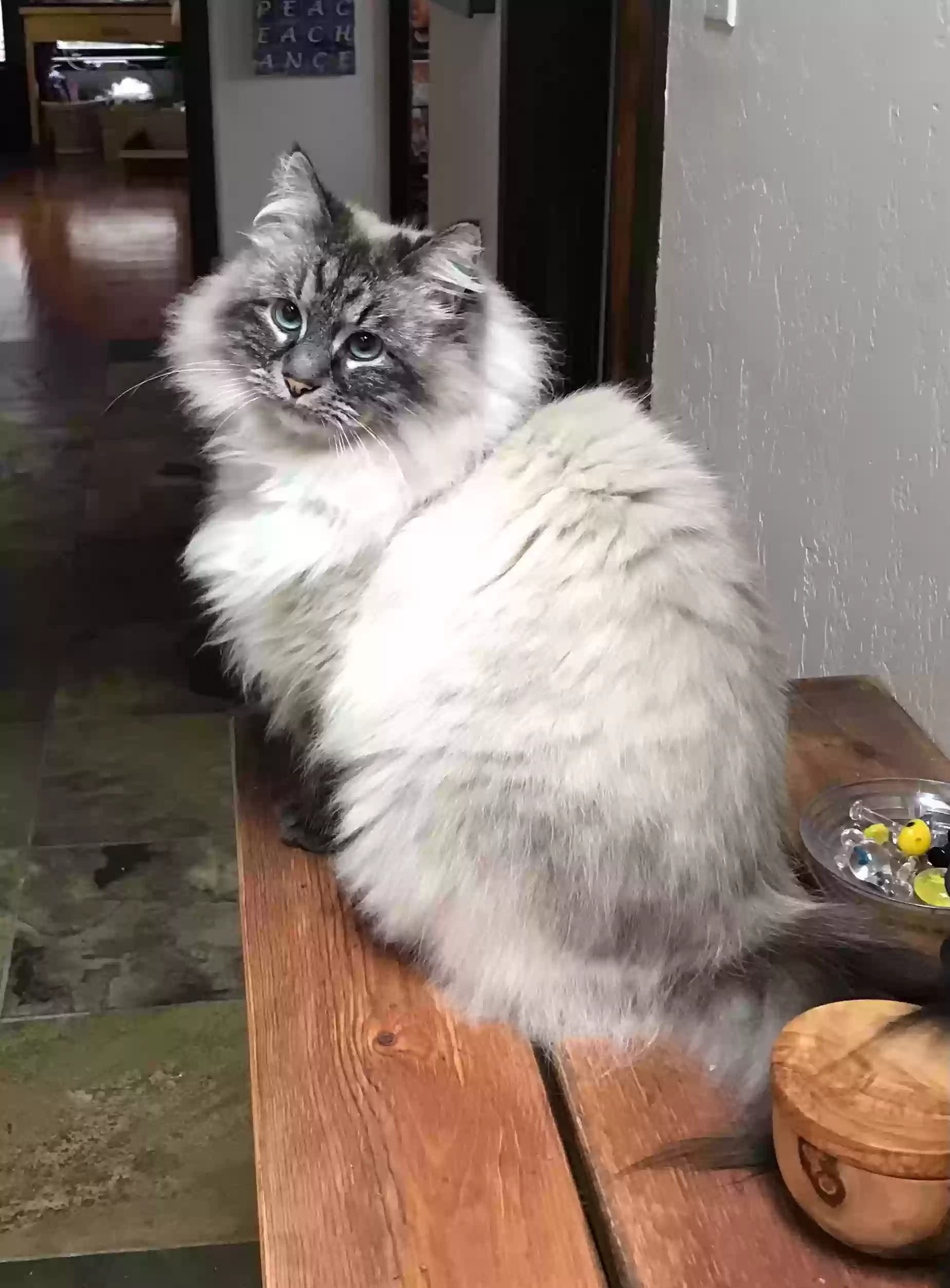 Yoda, back home in California