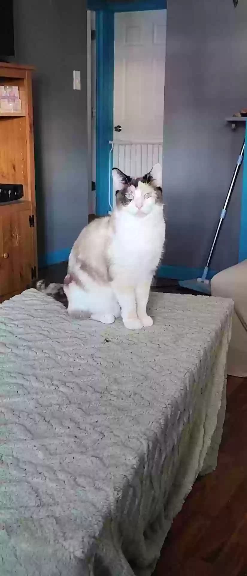 Zelda, back home in Ohio
