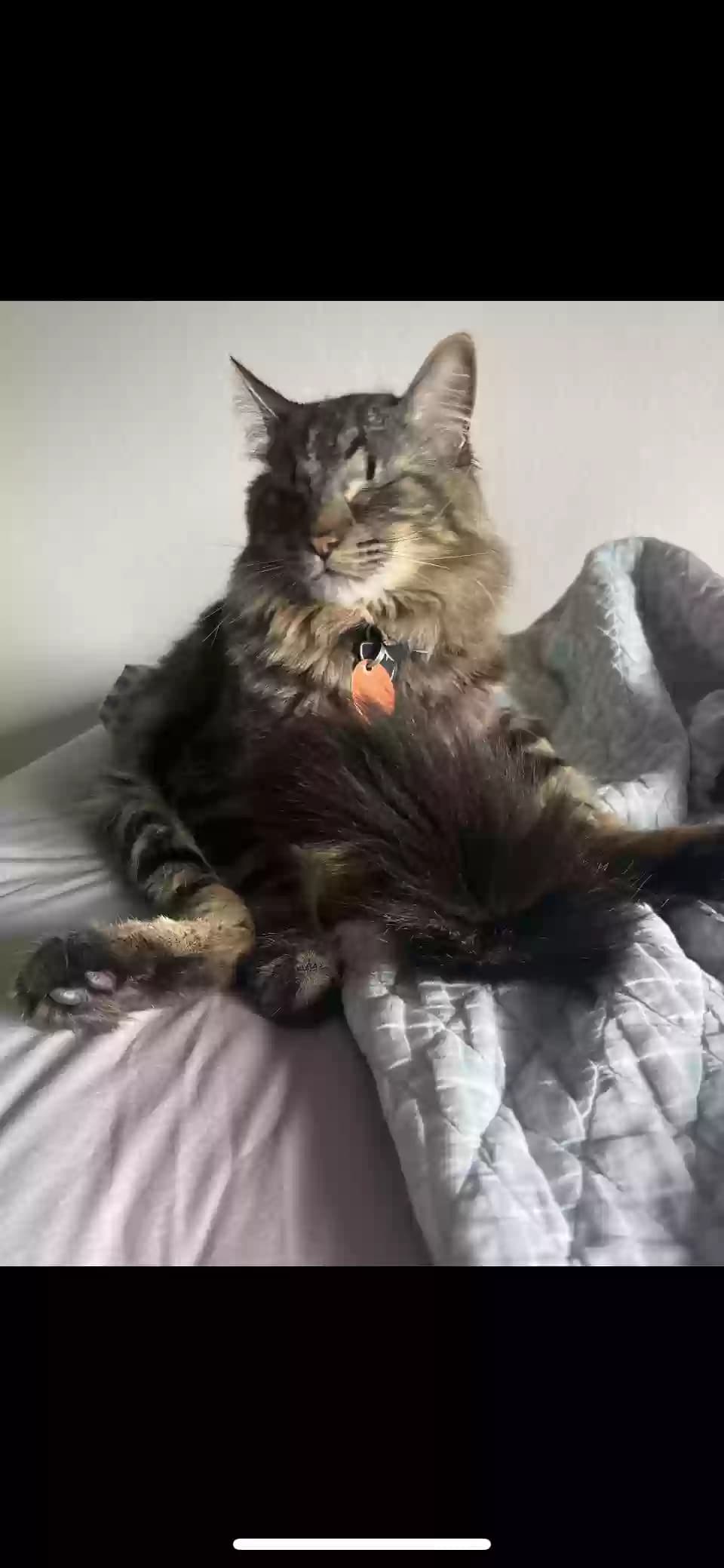 Fluffy, back home in Texas