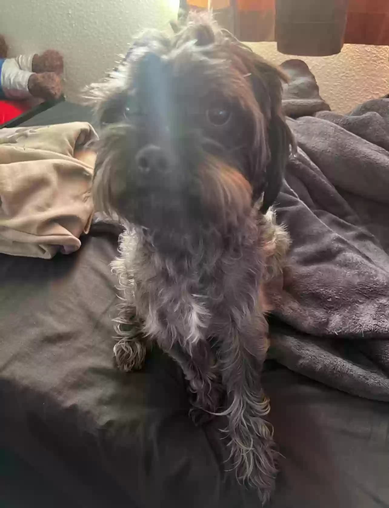 Loki, back home in California