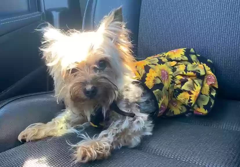 Minni, back home in California
