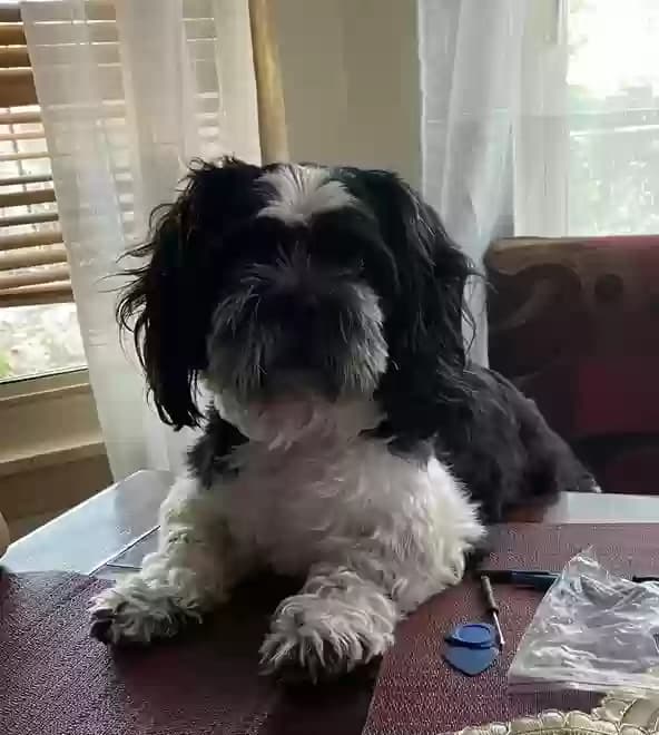 Oso, back home in Texas