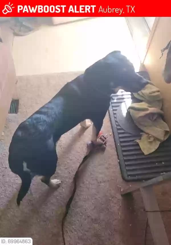 Ranger, back home in Texas