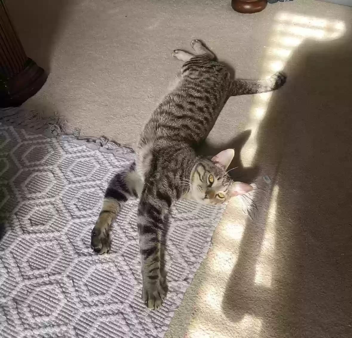 Kovu, back home in Virginia