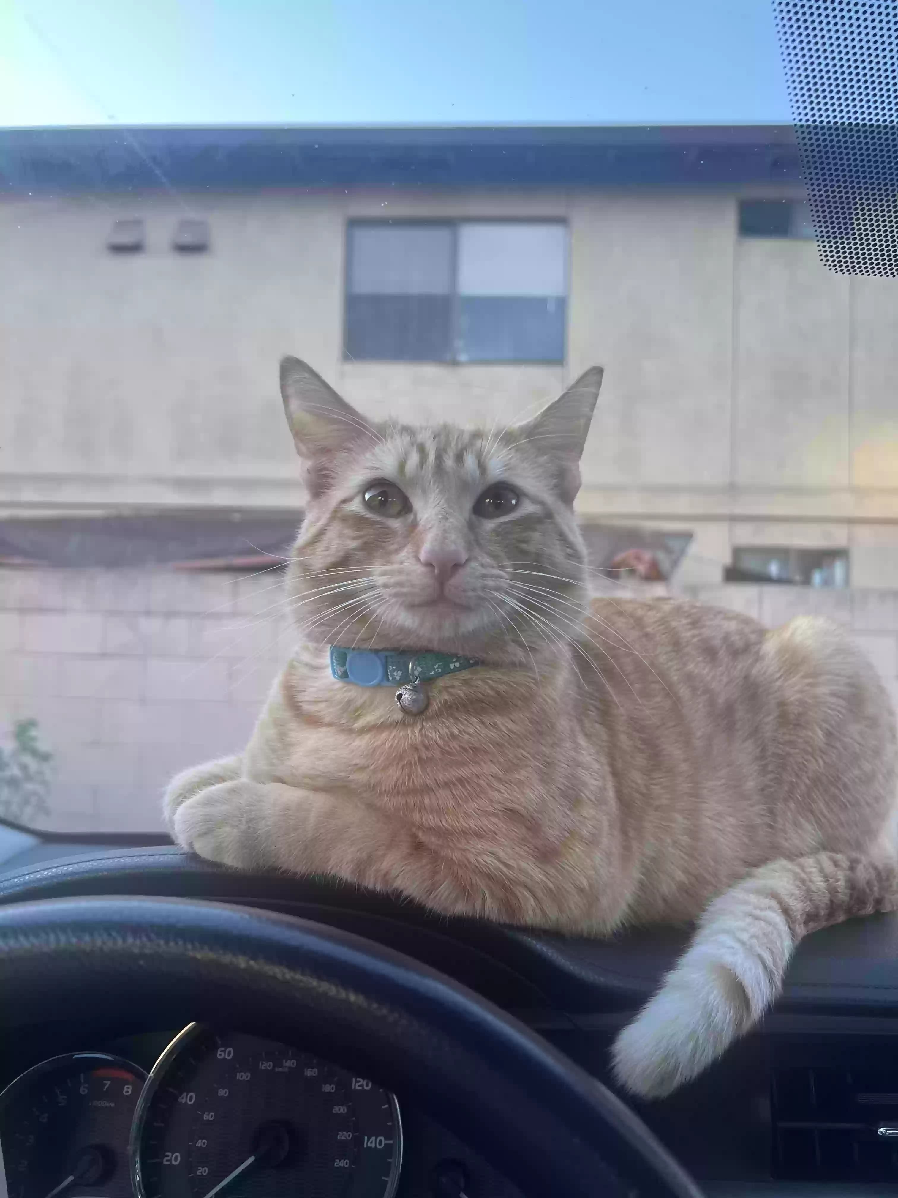 Toby, back home in California