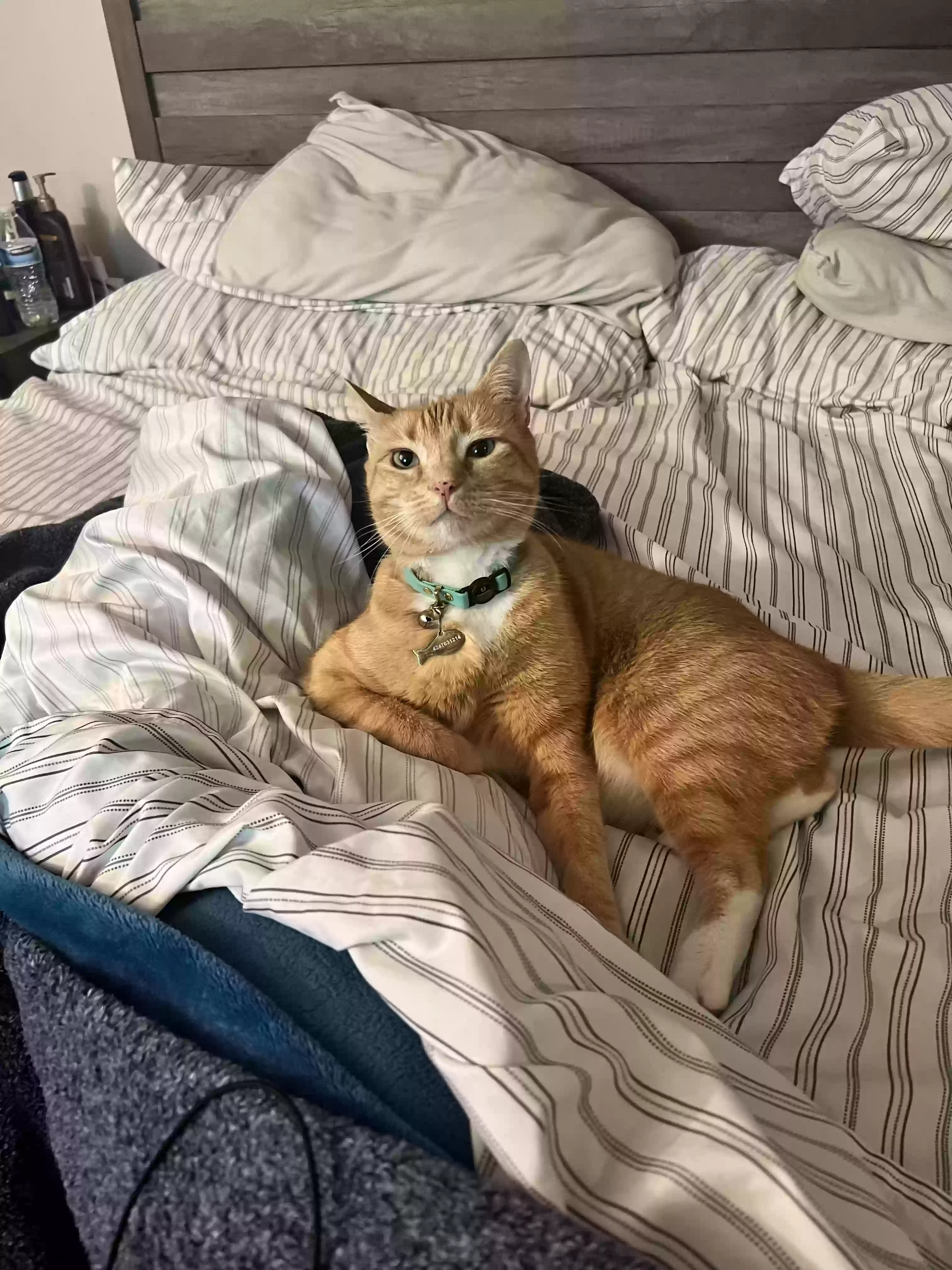 Pumpkin, back home in California