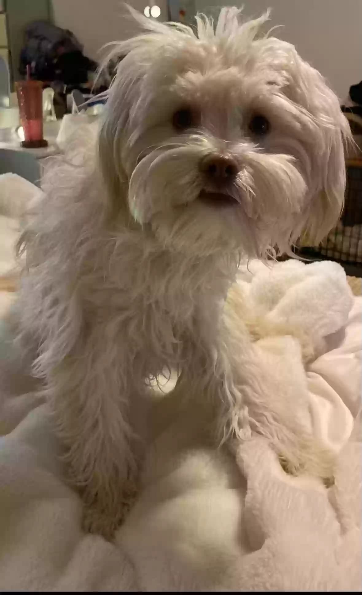 Gus Gus, back home in Arizona