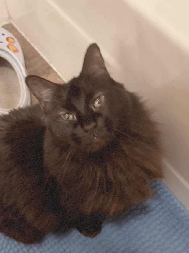 Jinx, back home in Texas