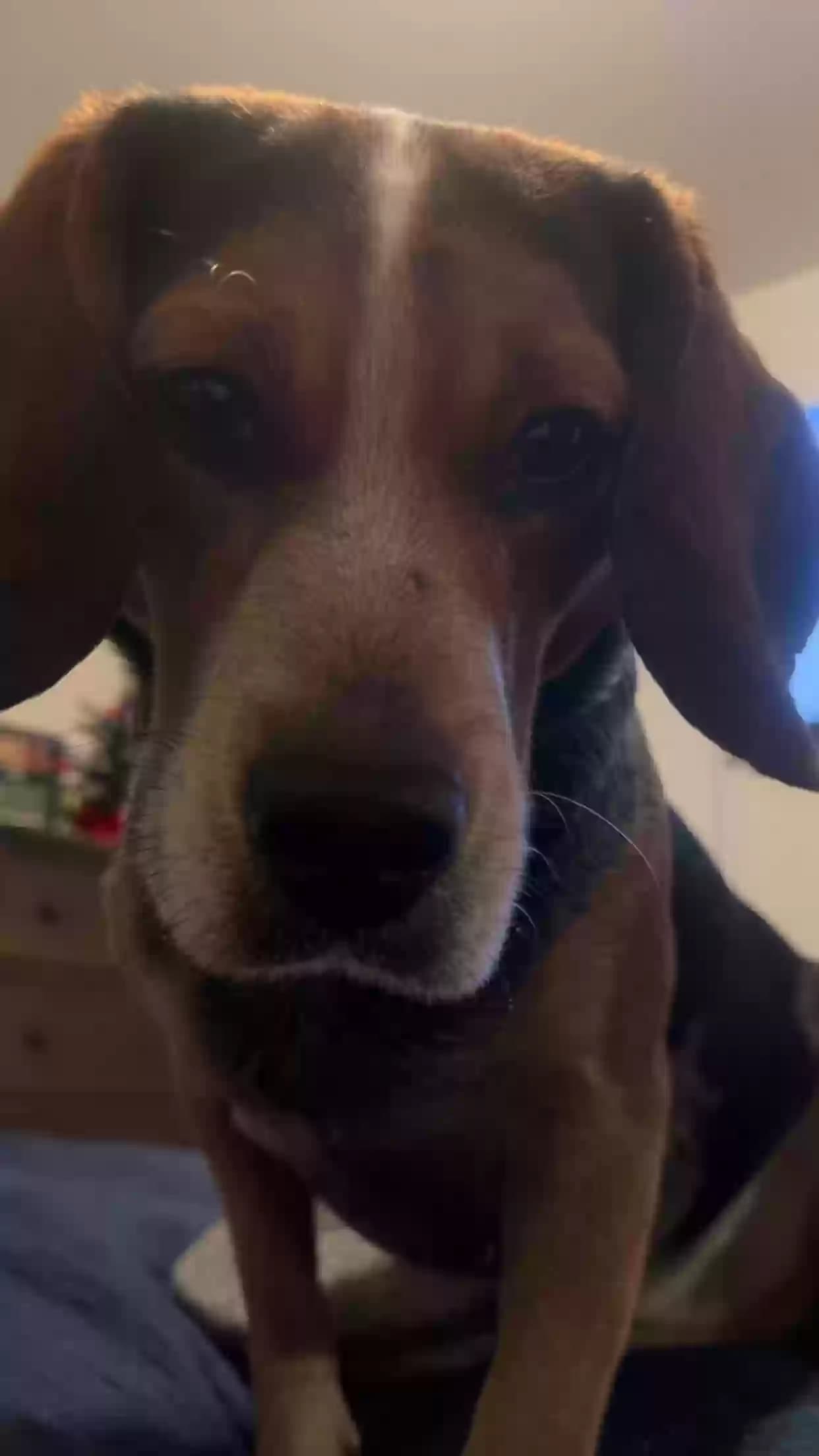 Roscoe, back home in Tennessee