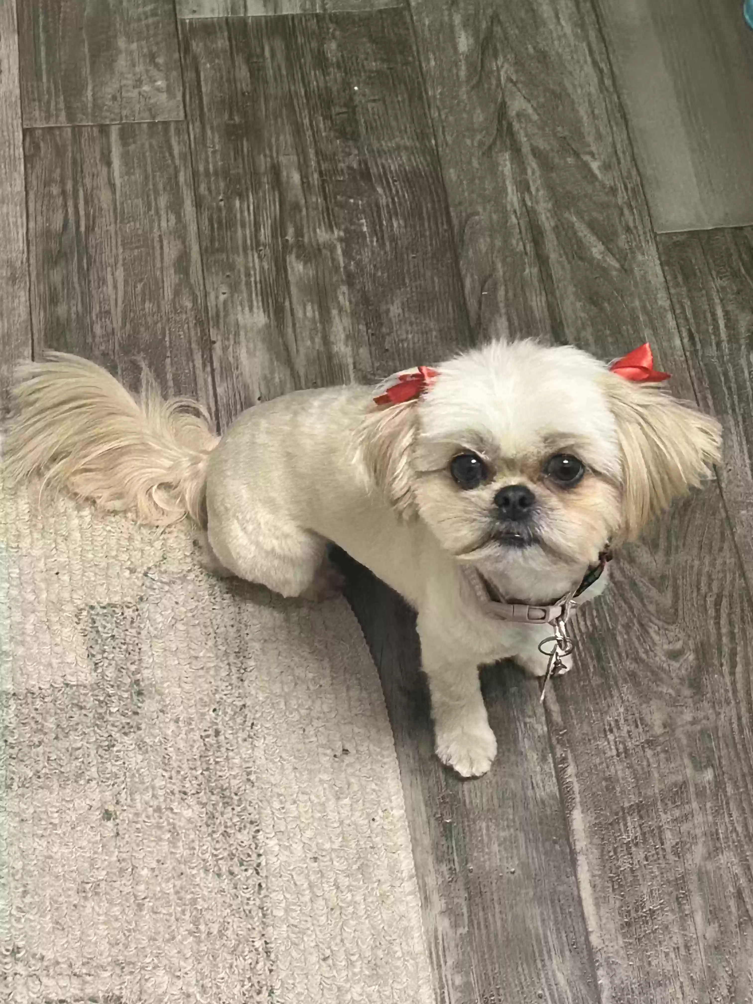 Bella, back home in Texas