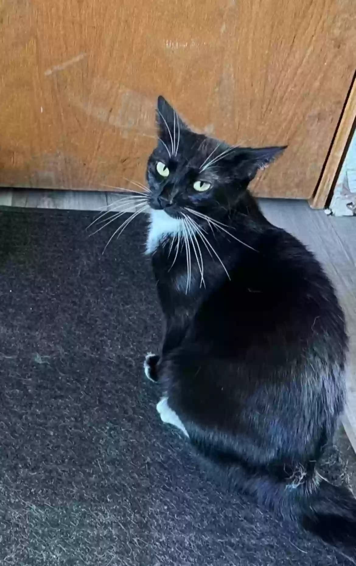 Hermione, back home in Minnesota