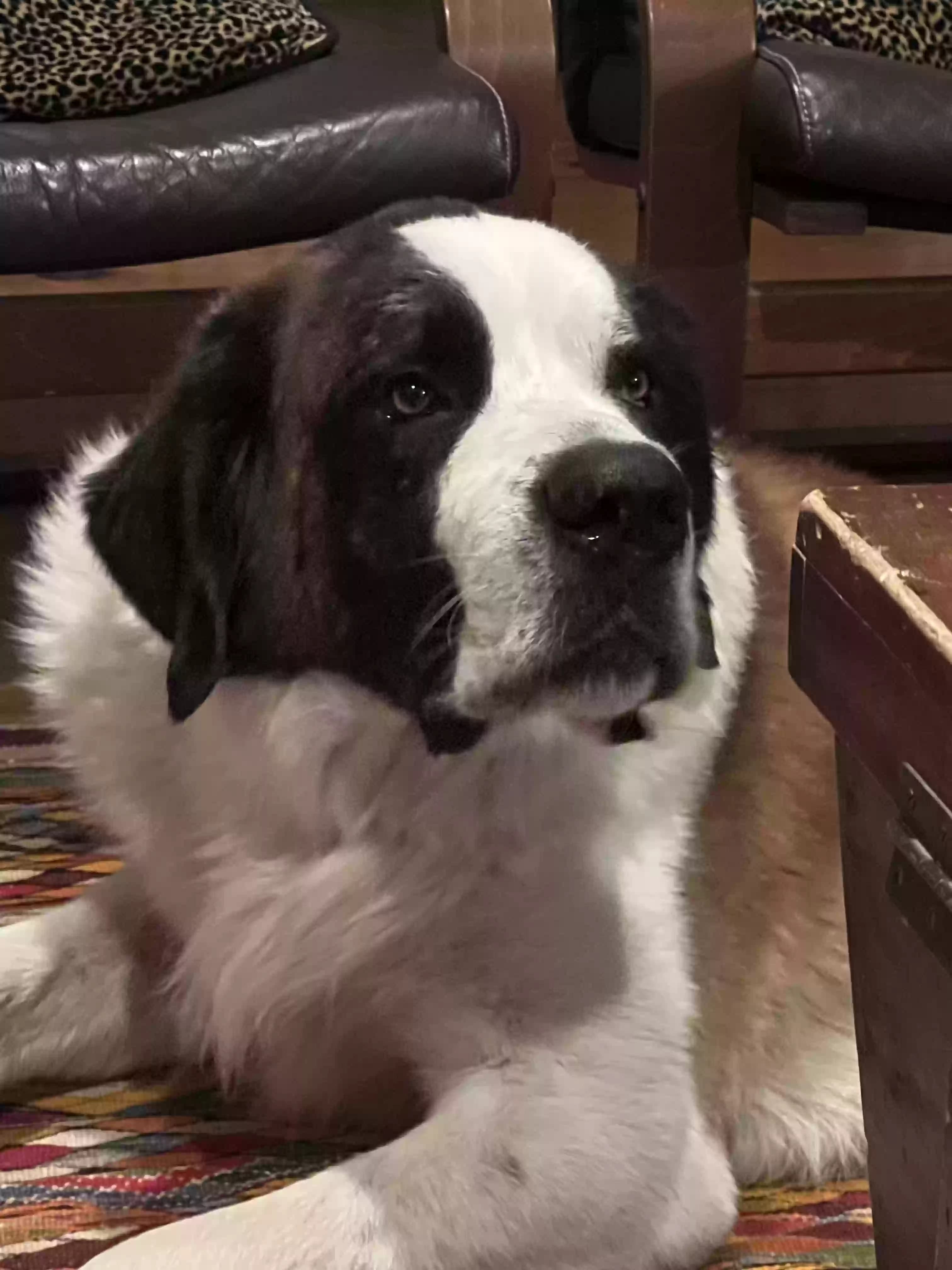 Max, back home in Texas