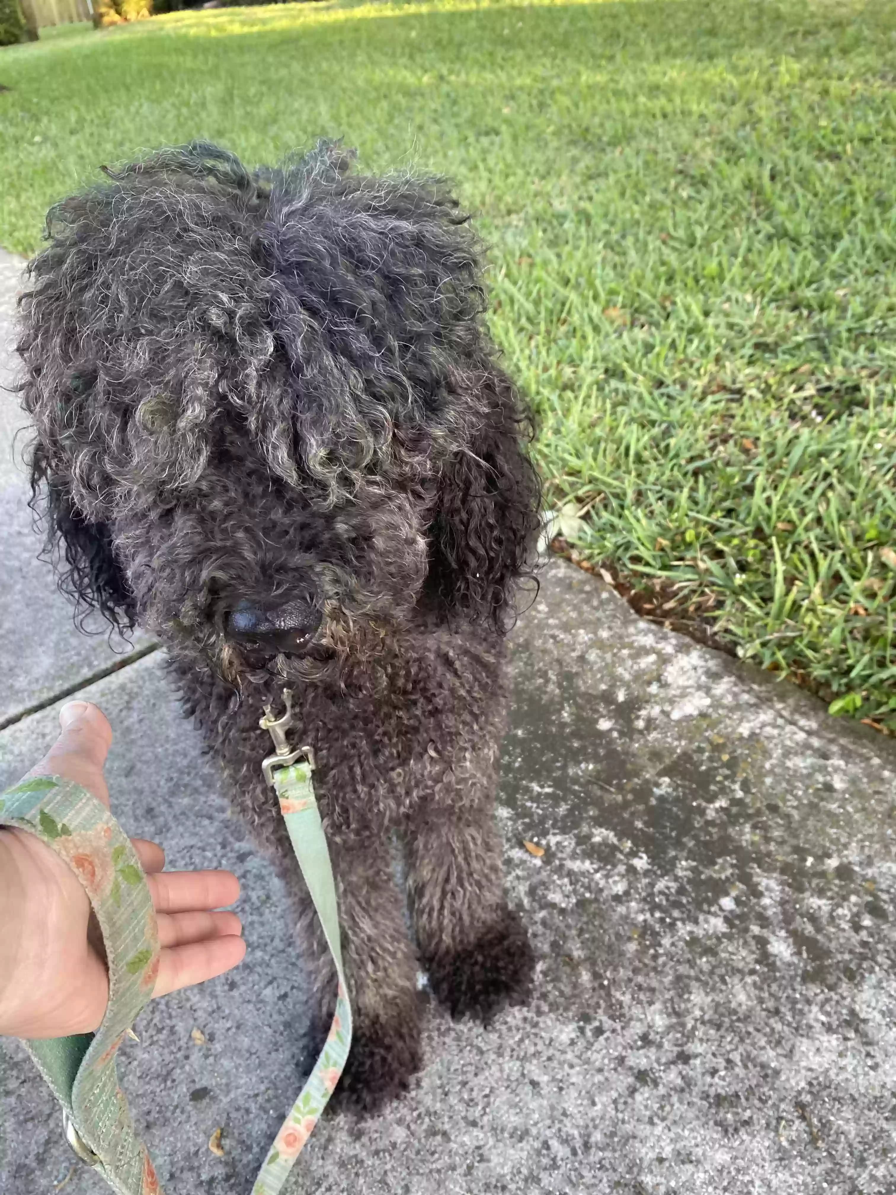 Bella, back home in Florida