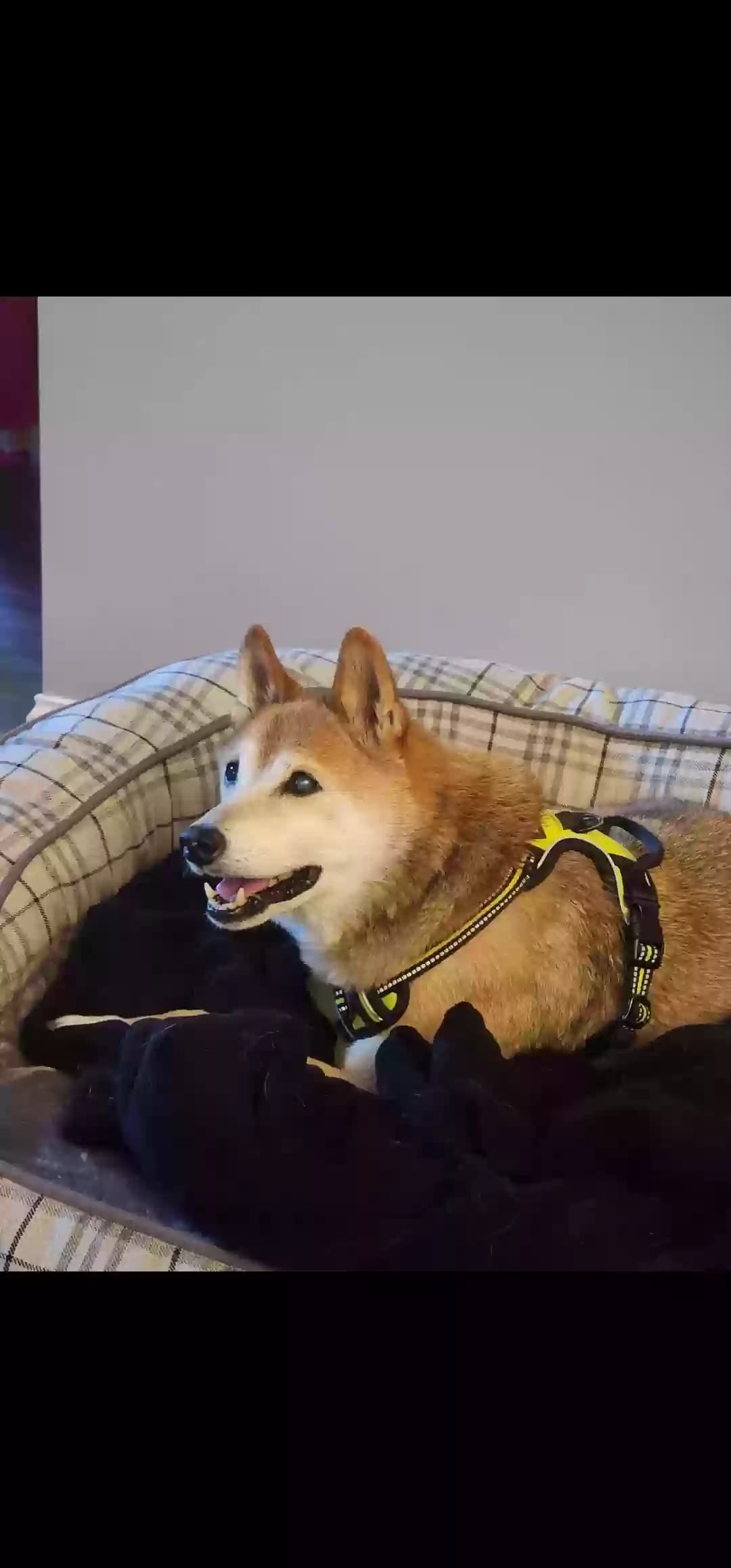 Shifu, back home in South Carolina
