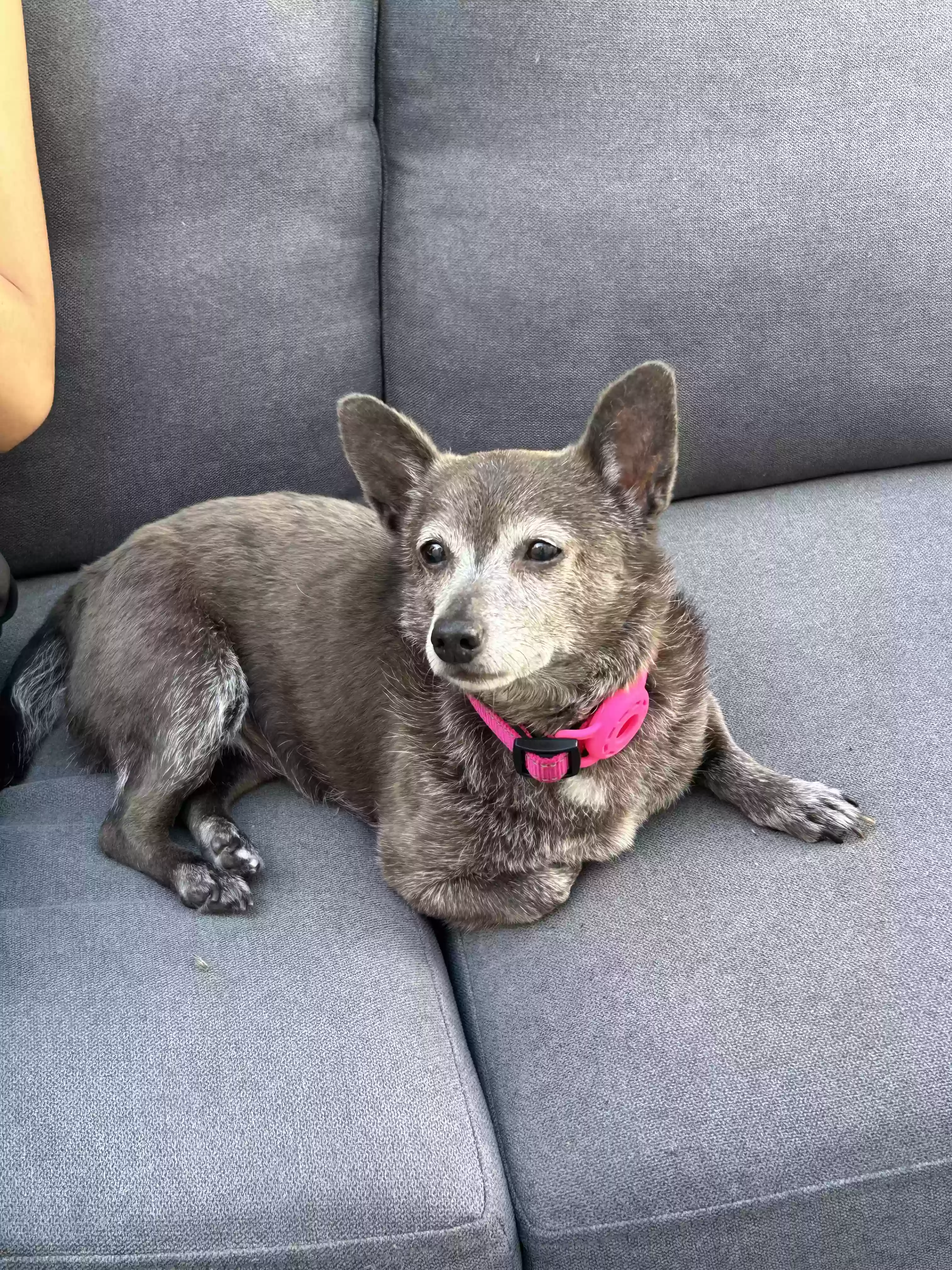 Lola, back home in California