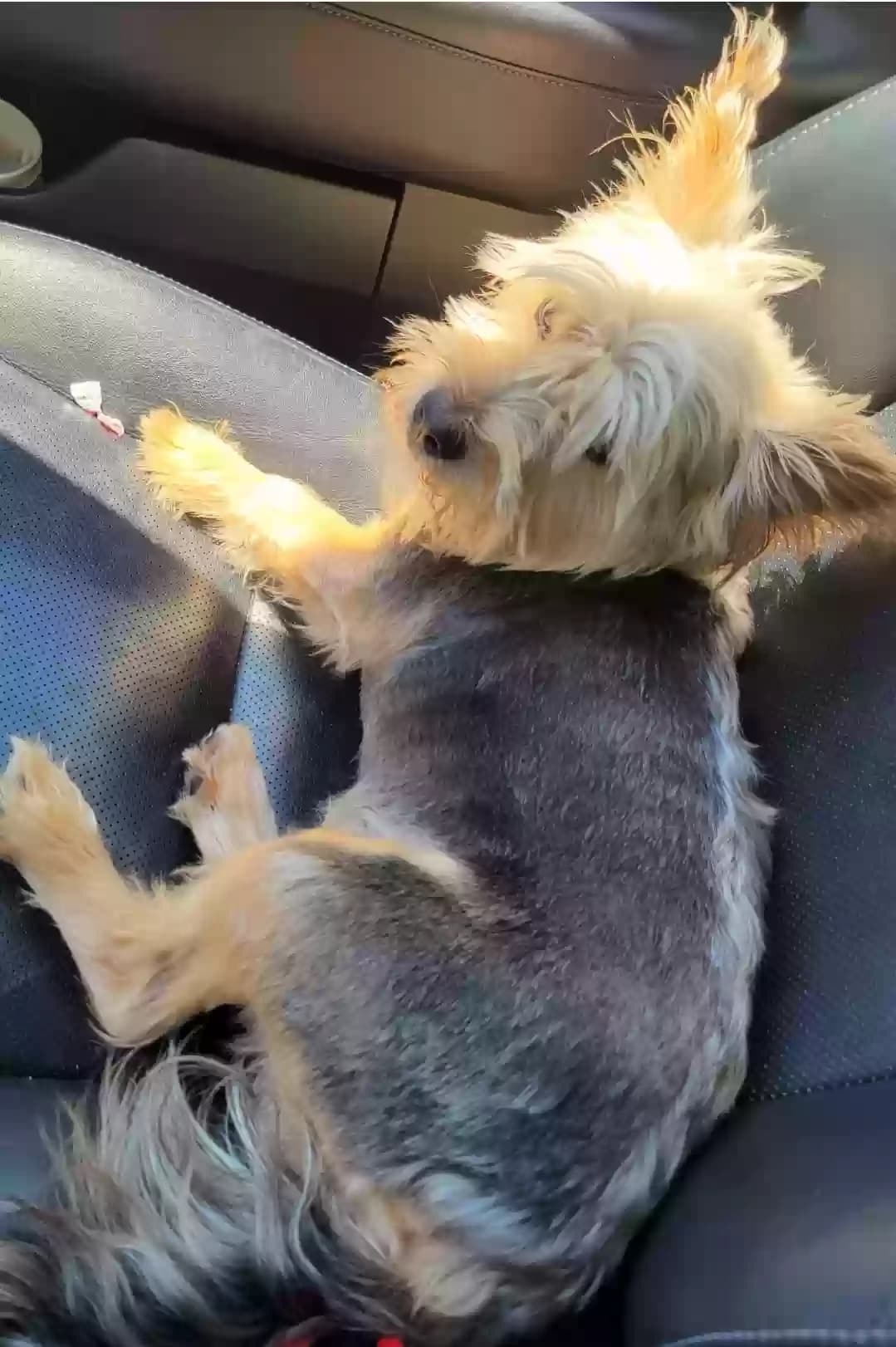 Bear, back home in Louisiana