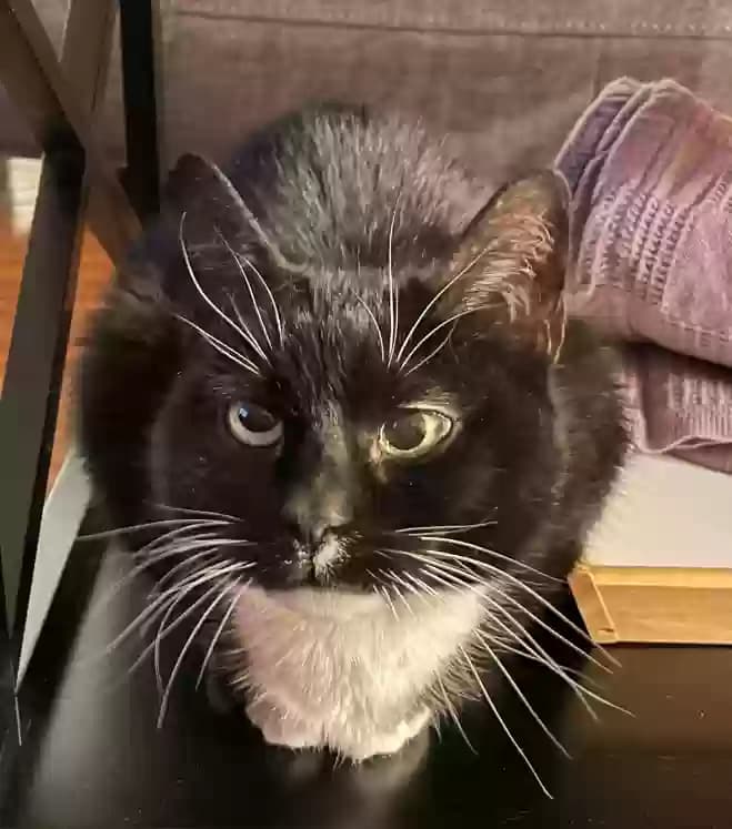Momo, back home in Georgia