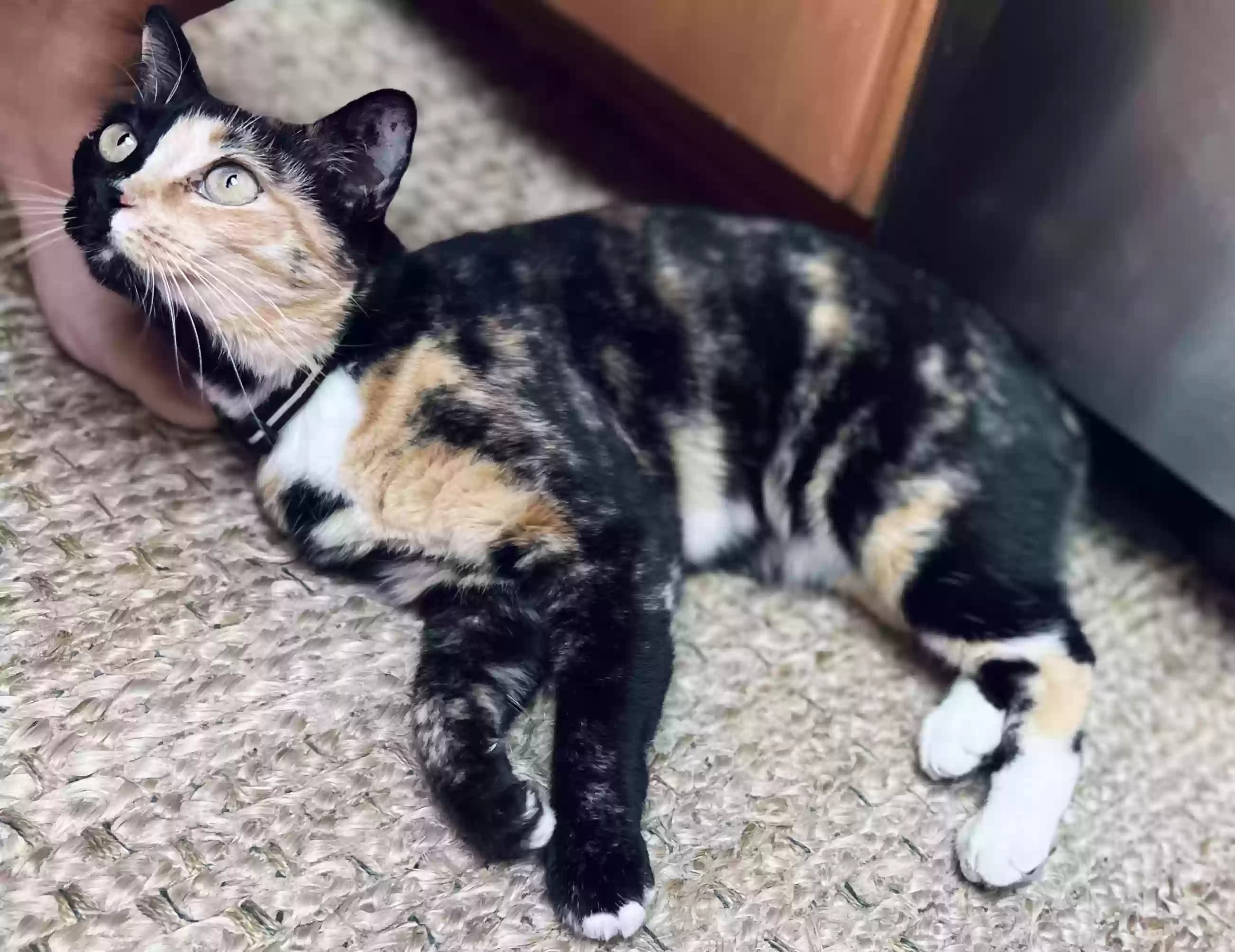 Arya, back home in California