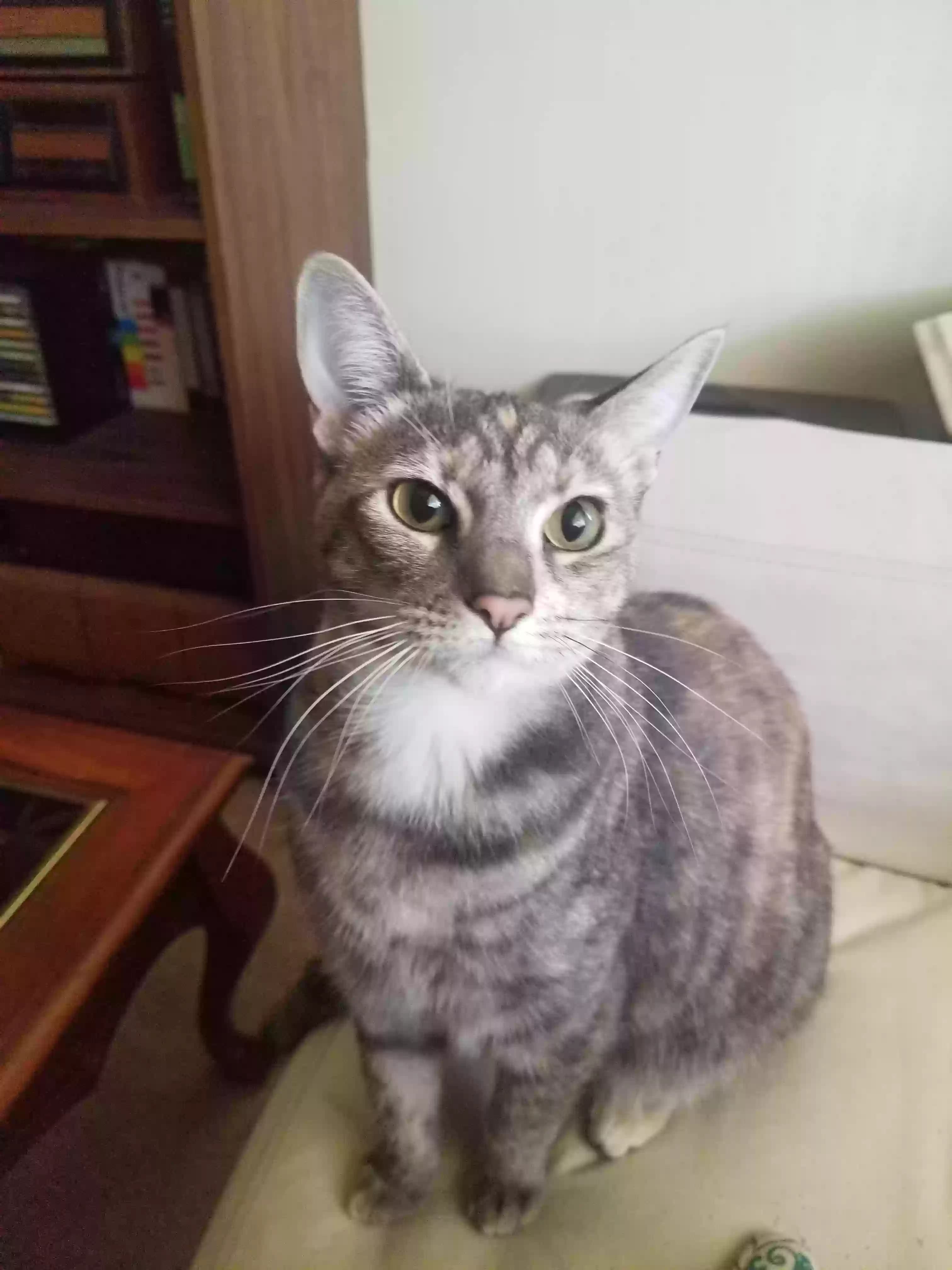 Ahsoka, back home in California