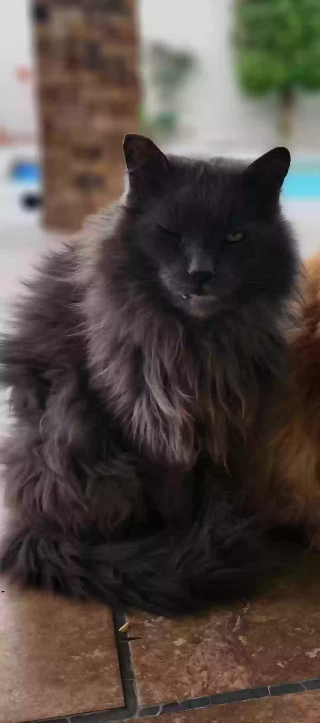Wolfie, back home in California