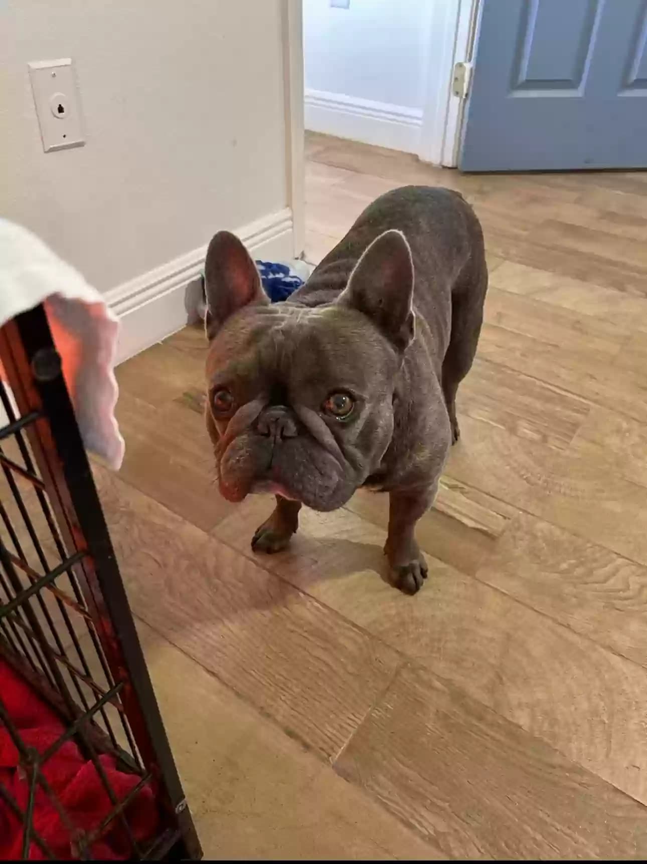 Trooper, back home in Florida