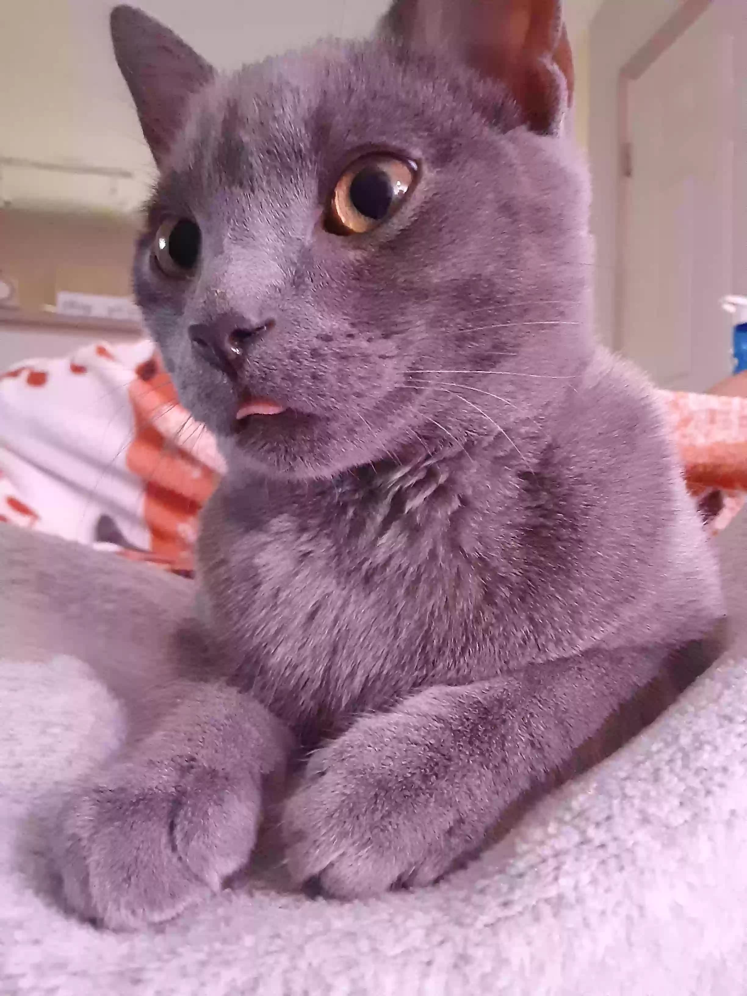 Kitten, back home in Ohio