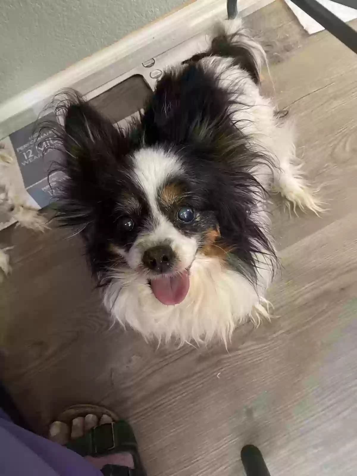 Pixie, back home in Arizona