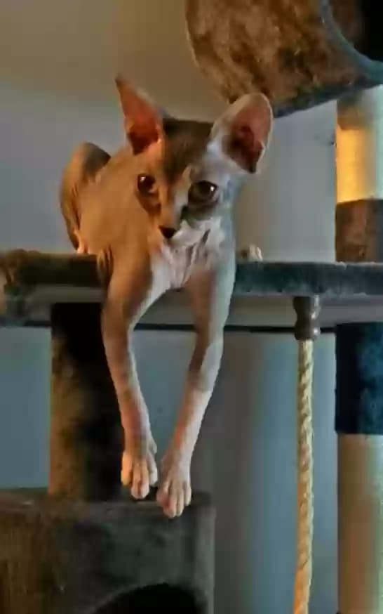 LOKI, back home in California