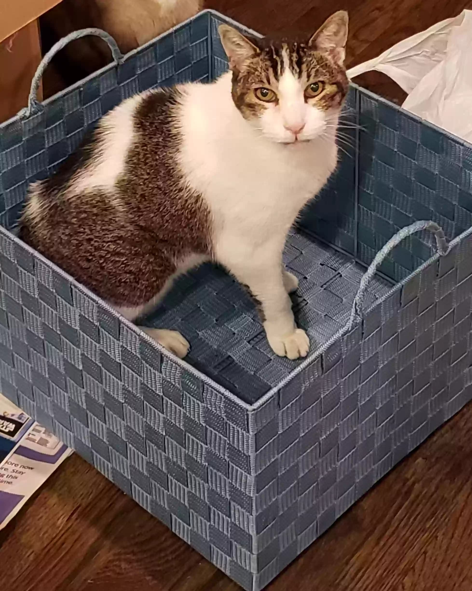 Buddy, back home in Michigan