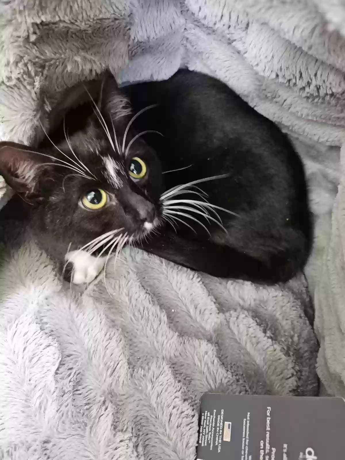 Tux, back home in New Jersey